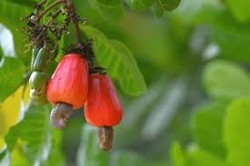 Cashew Nut